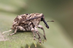 Eutyrhinus meditabundus