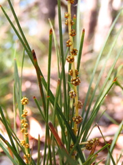 Lomandra glauca
