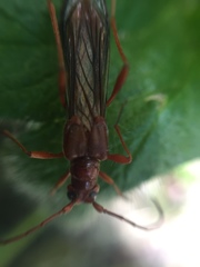 Necydalis laevicollis