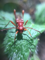 Necydalis laevicollis