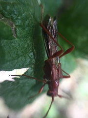 Necydalis laevicollis