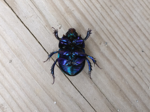 Anoplotrupes stercorosus