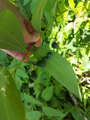 Polygonatum