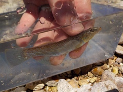 Fundulus catenatus