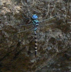 Anax immaculifrons