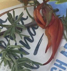 Lotus berthelotii