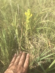 Orthocarpus luteus