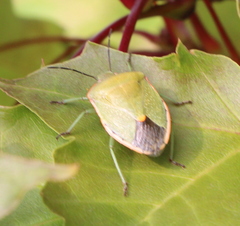 Chlorochroa