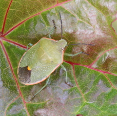 Chlorochroa