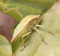 Chlorochroa