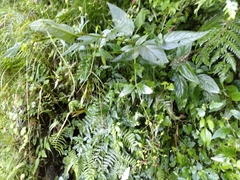 Scrophularia yoshimurae