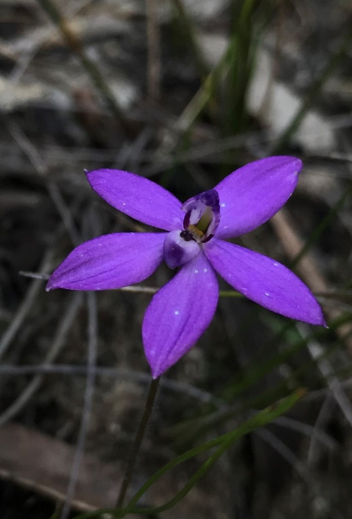Waxlip Orchids