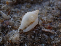 Pygmy Margin Shell
