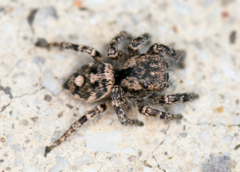 Habronattus fallax