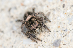 Habronattus fallax