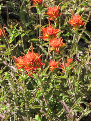 Castilleja martini martini