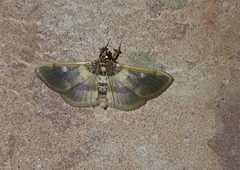 Apilocrocis brumalis