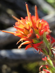 Castilleja martini martini