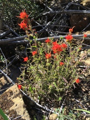 Castilleja martini martini