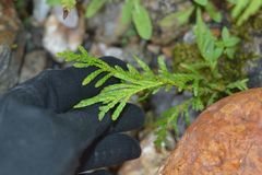 Diphasiastrum complanatum