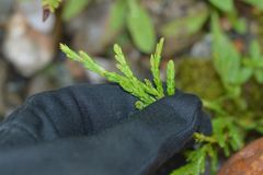 Diphasiastrum complanatum