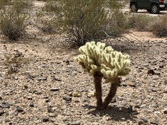 Cylindropuntia bigelovii