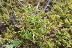 Diphasiastrum complanatum