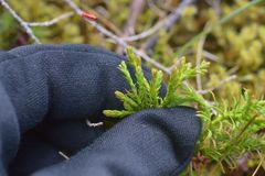 Diphasiastrum complanatum