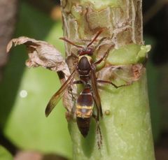 Polistes badius