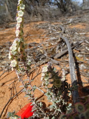 Maireana trichoptera