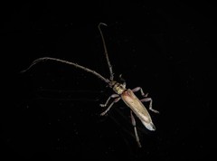 Eburida quadriguttata