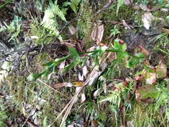 Swertia shintenensis