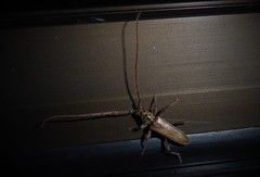 Eburida quadriguttata