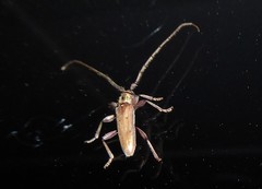 Eburida quadriguttata