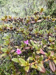 Rhododendron rubropilosum
