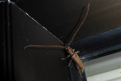 Eburida quadriguttata