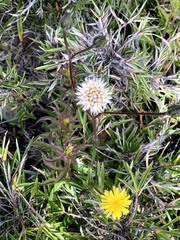 Picris hieracioides morrisonensis