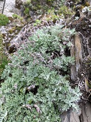Artemisia kawakamii