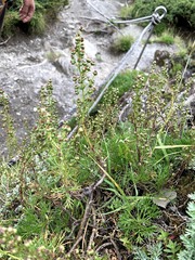 Artemisia morrisonensis