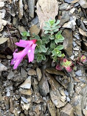 Epilobium nankotaizanense