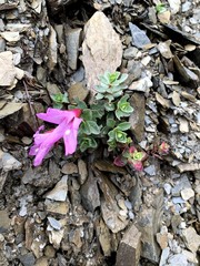 Epilobium nankotaizanense