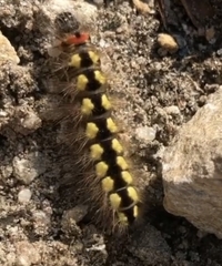 Acronicta euphorbiae