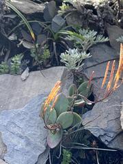 Epilobium nankotaizanense