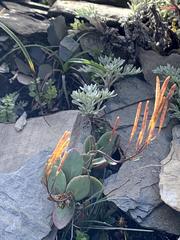 Epilobium nankotaizanense