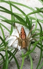 Oxyopes