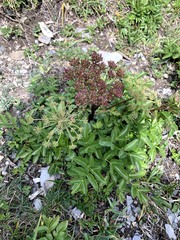Angelica morrisonicola