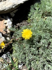 Picris hieracioides morrisonensis