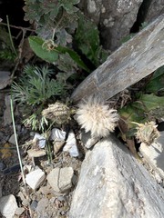 Picris hieracioides morrisonensis