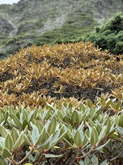 Rhododendron hyperythrum