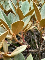 Rhododendron hyperythrum